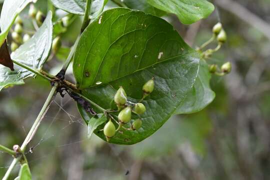 Image of Russelia contrerasii B. L. Turner