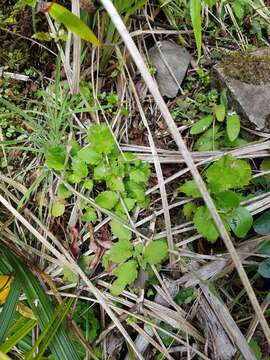 Image of New Zealand calceolaria