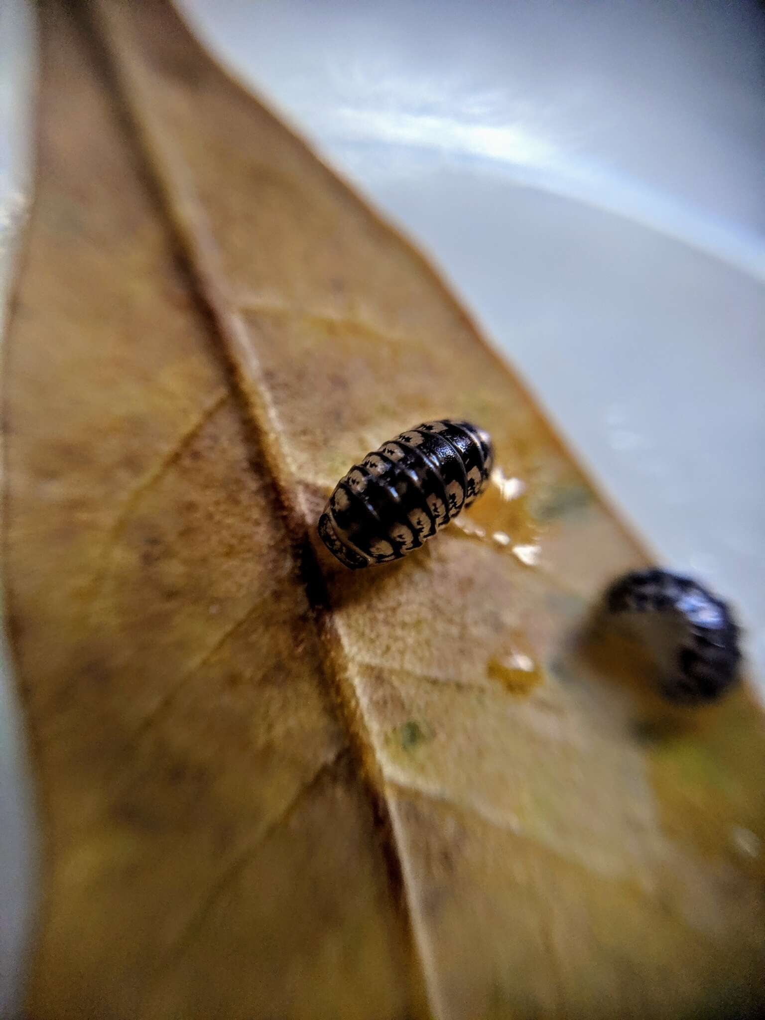 Image of Pillbug