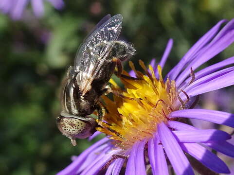 Image de Eristalinus aeneus (Scopoli 1763)