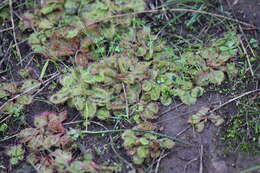 Image of Drosera praefolia Tepper