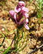 Image of Disa tenella subsp. tenella