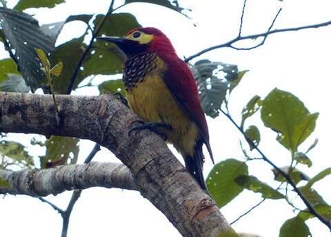 Image of Crimson-mantled Woodpecker