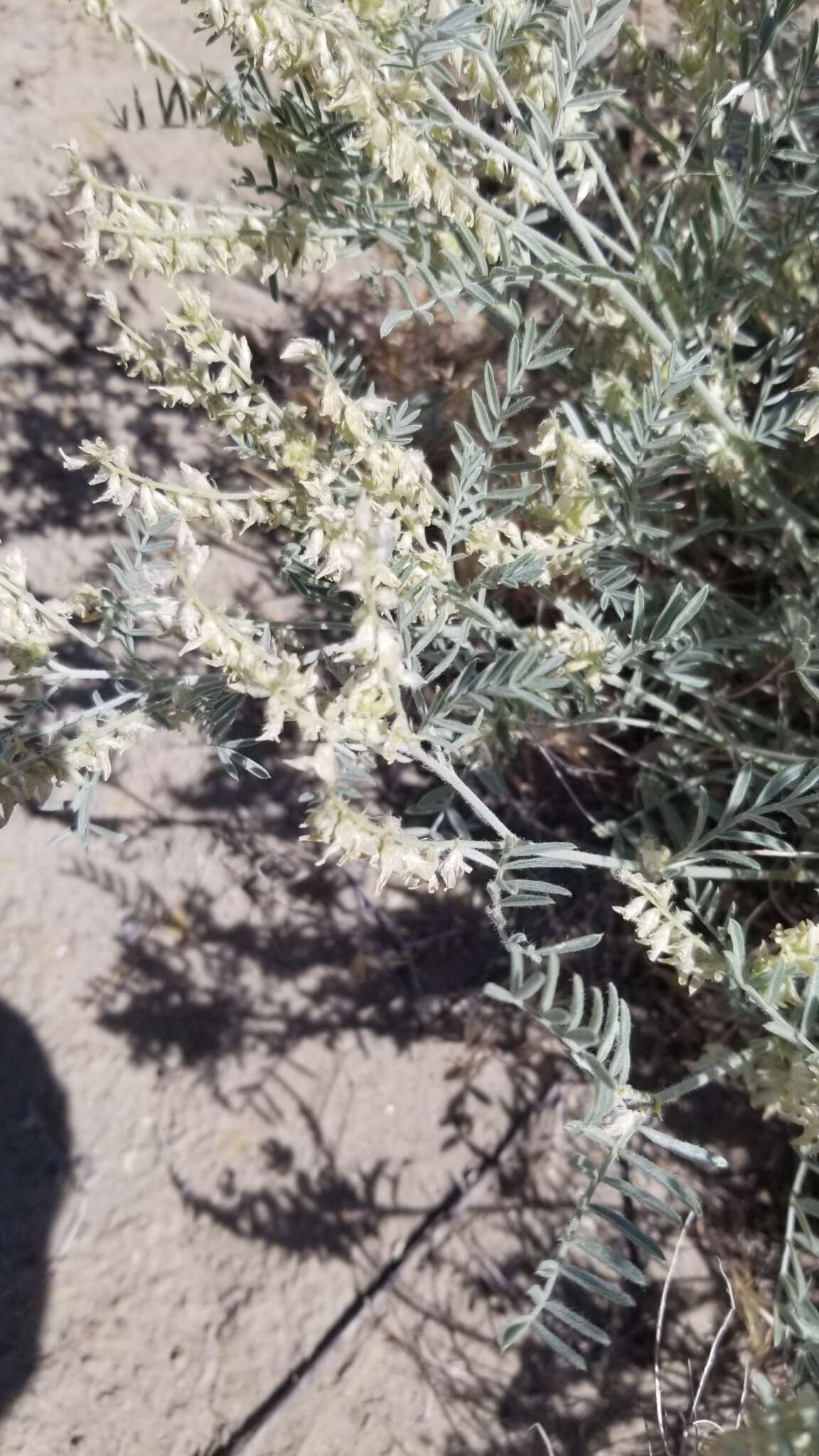 صورة Astragalus caricinus (M. E. Jones) Barneby