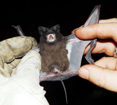 Image of Tadarine Free-tailed Bats