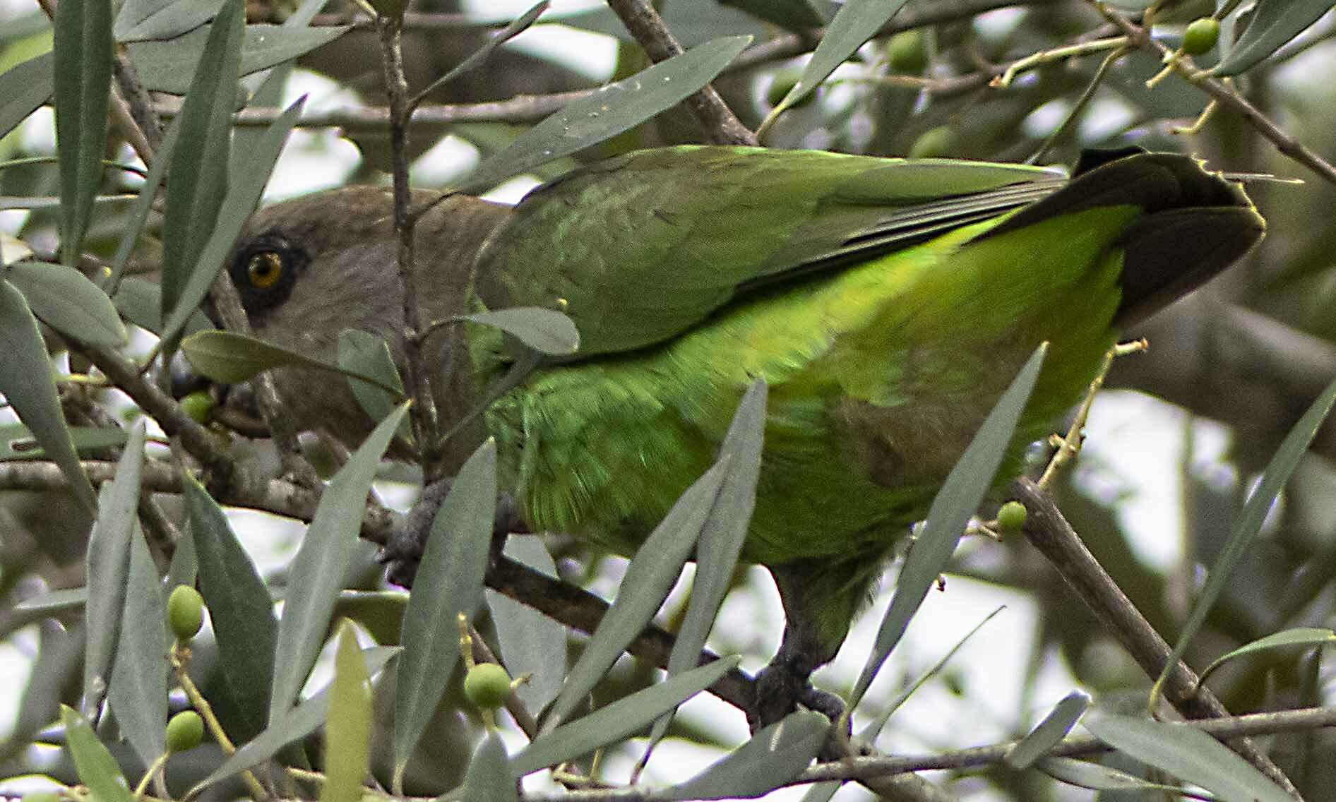 Image of Brown-headed Parrot