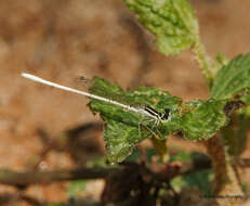 Imagem de Agriocnemis lacteola Selys 1877