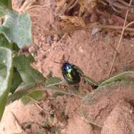 Image of <i>Chrysolina bicolor</i>