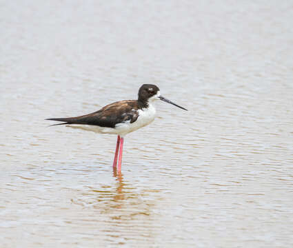 Image of Hawaiian stilt