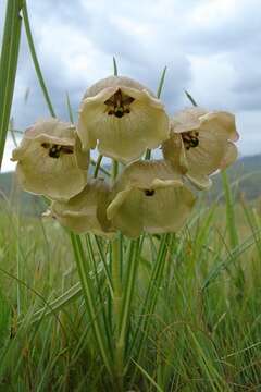 Sivun Pachycarpus campanulatus (Harv.) N. E. Br. kuva