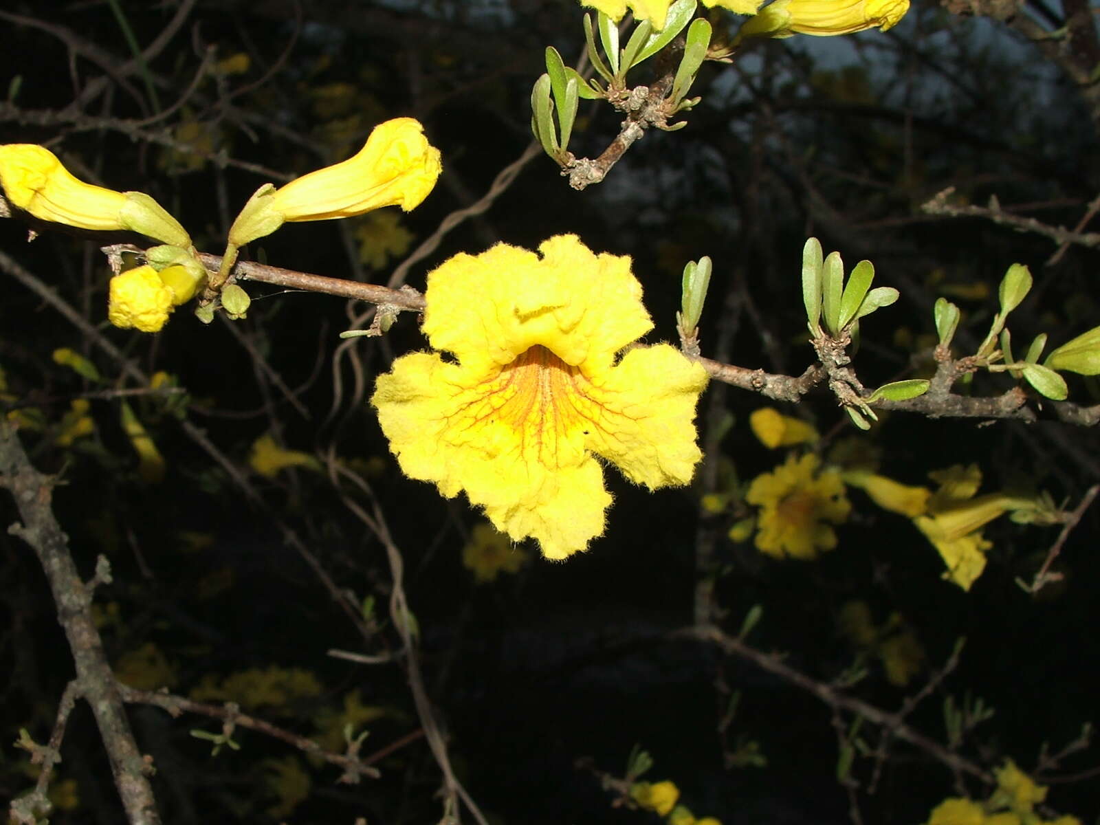 Image de Tabebuia nodosa (Griseb.) Griseb.