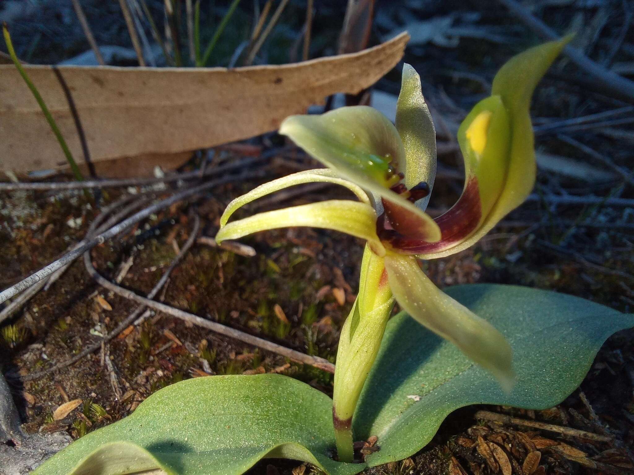 Image of Chiloglottis chlorantha D. L. Jones