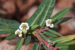 Image of Euphorbia selloi (Klotzsch & Garcke) Boiss.