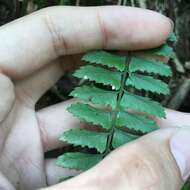 Polystichum formosanum Rosenst. resmi