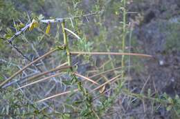 Image of Common Spike Thorn