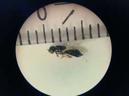 Image of Soldier fly