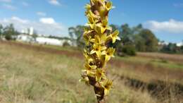 Image of Michoacán lady orchid