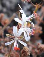 Image of Pelargonium alternans Wendl.