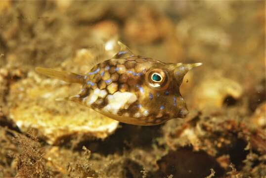 Image of Shorthorn cowfish