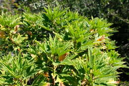 Image of Pelargonium citronellum J. J. A. Van der Walt