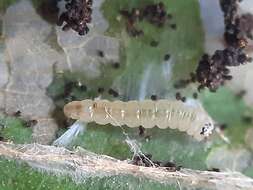 Image of Hazel Slender