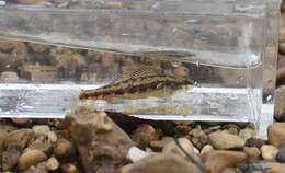 Plancia ëd Etheostoma pyrrhogaster Bailey & Etnier 1988