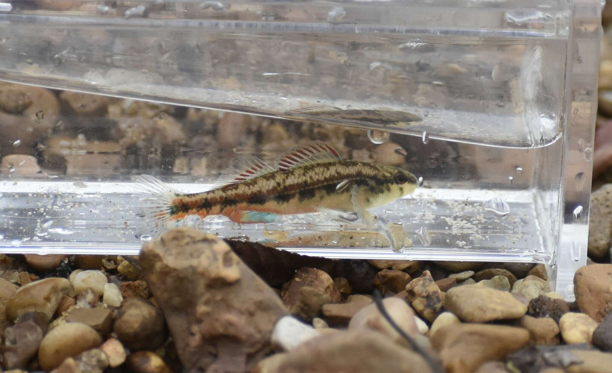 Image of Firebelly darter