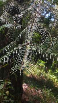 Image of Abies guatemalensis var. jaliscana Martínez