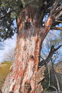 Image of Cuyamaca cypress