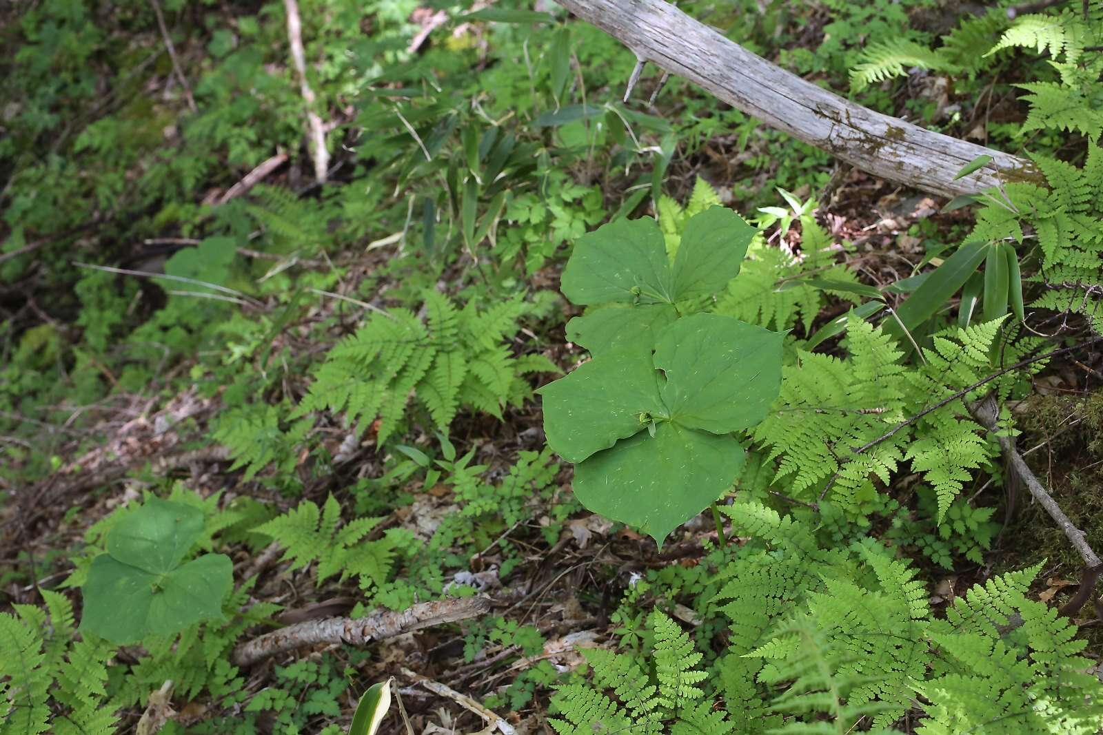 Image of Trillium apetalon Makino