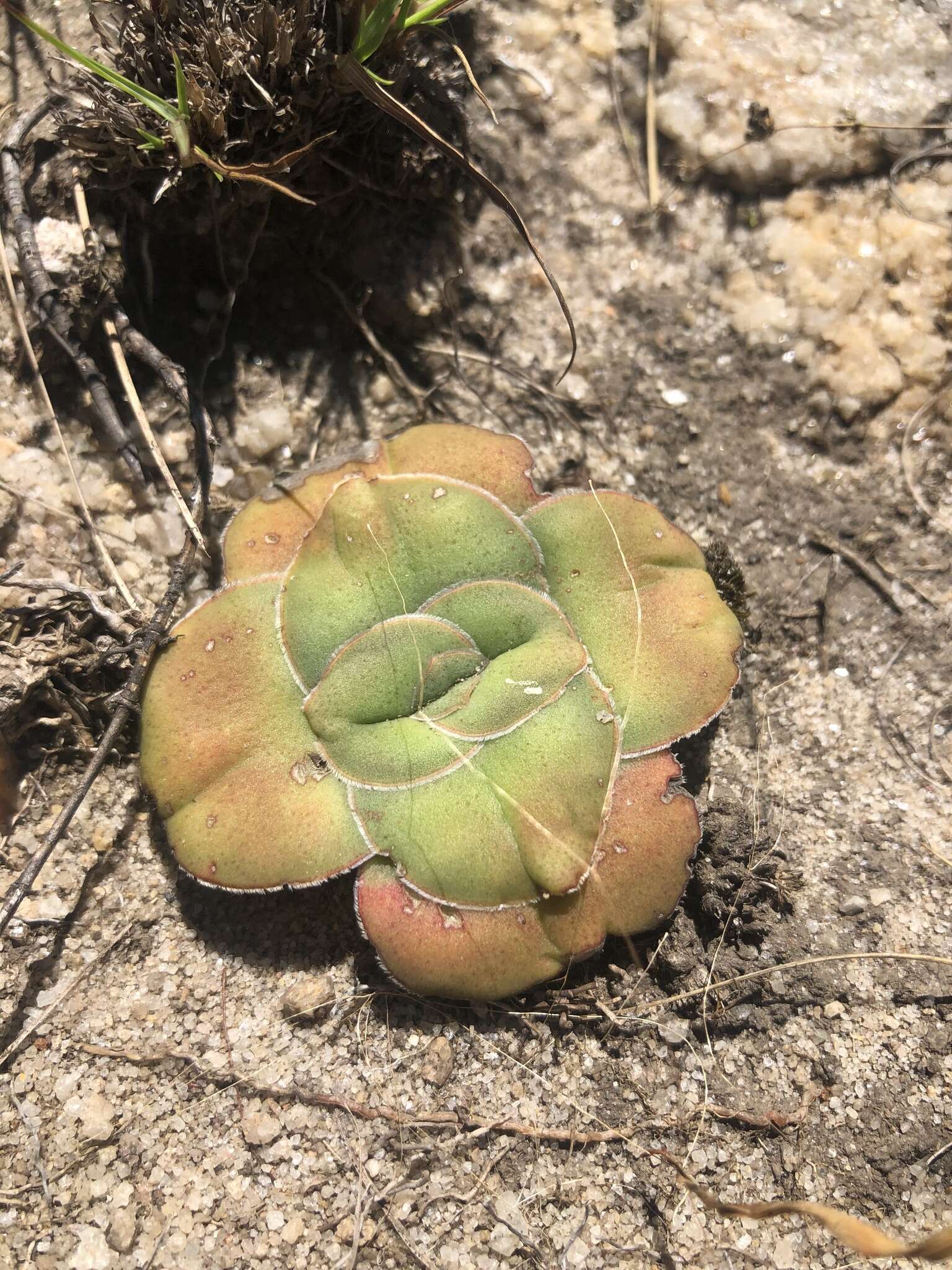 Crassula compacta Schönl. resmi