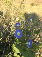 Image of heartleaf morning-glory