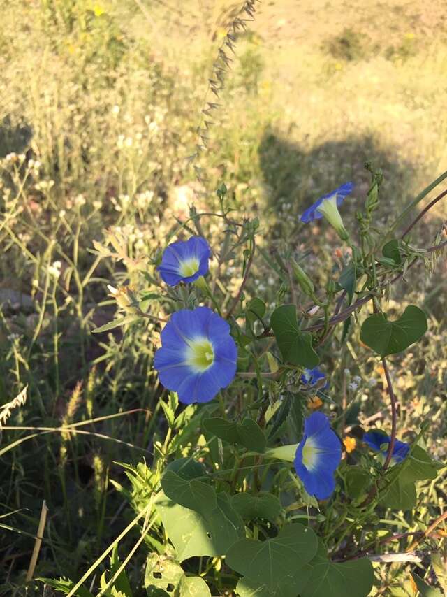 Plancia ëd Ipomoea cardiophylla A. Gray