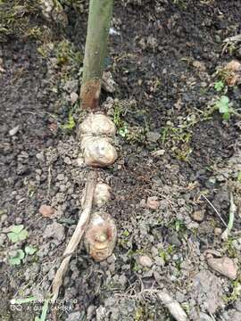 Image of Cooking Ginger