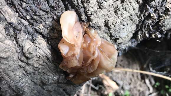 Image of Phaeotremella frondosa (Fr.) Spirin & Malysheva