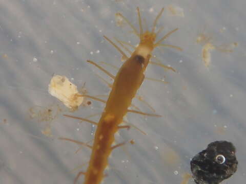 Megasyllis nipponica (Imajima 1966)的图像