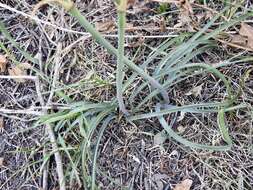 Imagem de Zephyranthes gilliesiana