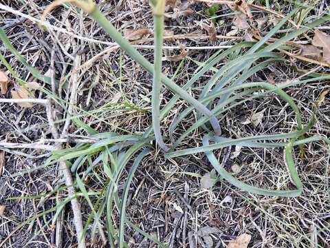 Imagem de Zephyranthes gilliesiana