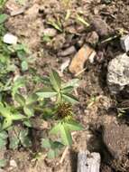 Слика од Trifolium wormskioldii Lehm.