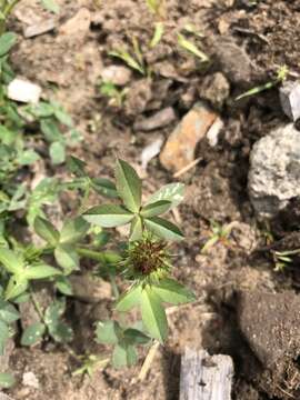 Imagem de Trifolium wormskioldii Lehm.