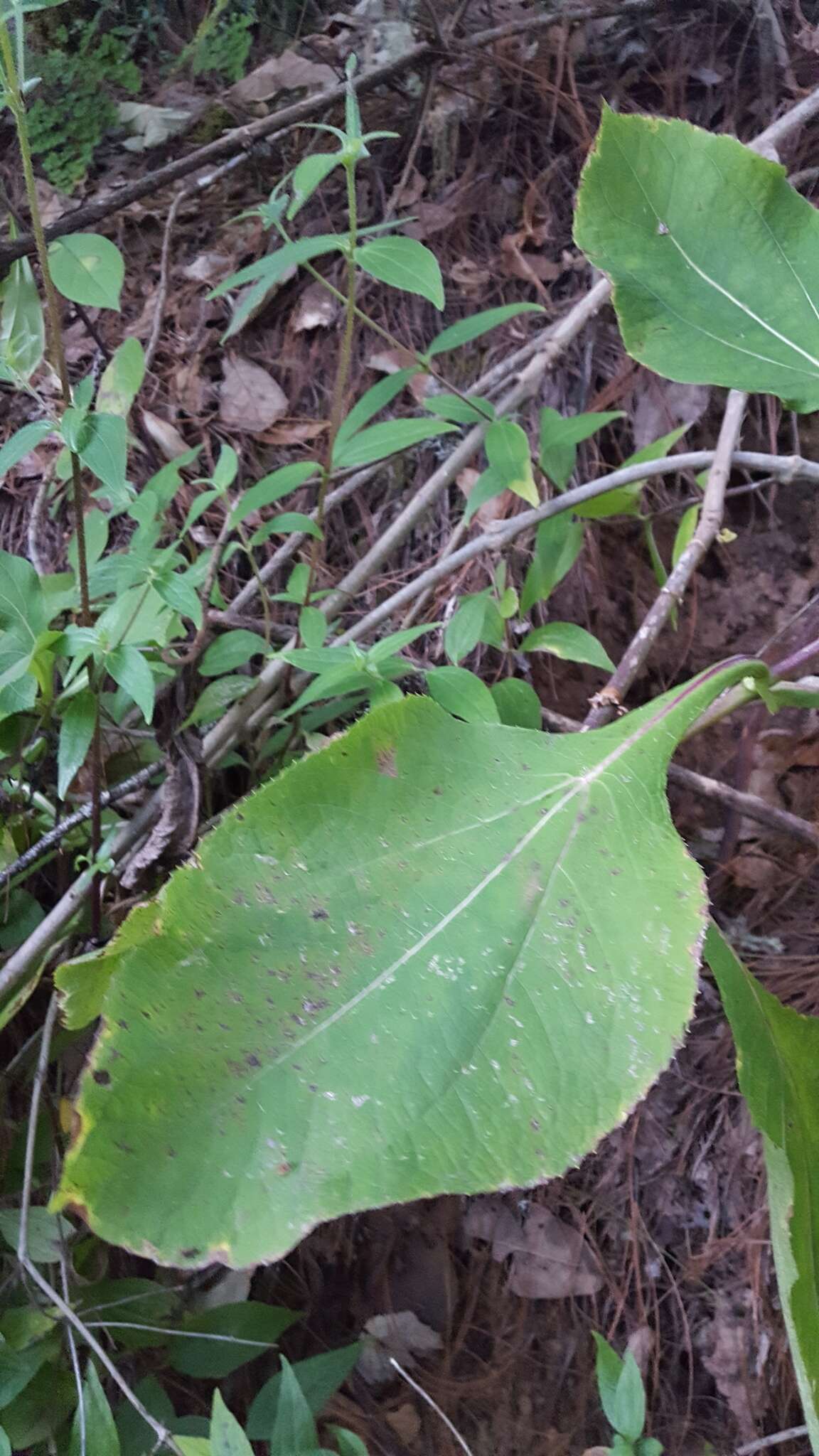Image of <i>Rumfordia <i>floribunda</i></i> var. floribunda