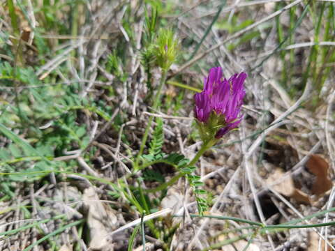 Image of purple vetch