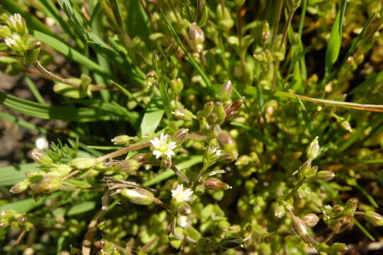 Image of Cerastium subtetrandrum (Lange) Murb.