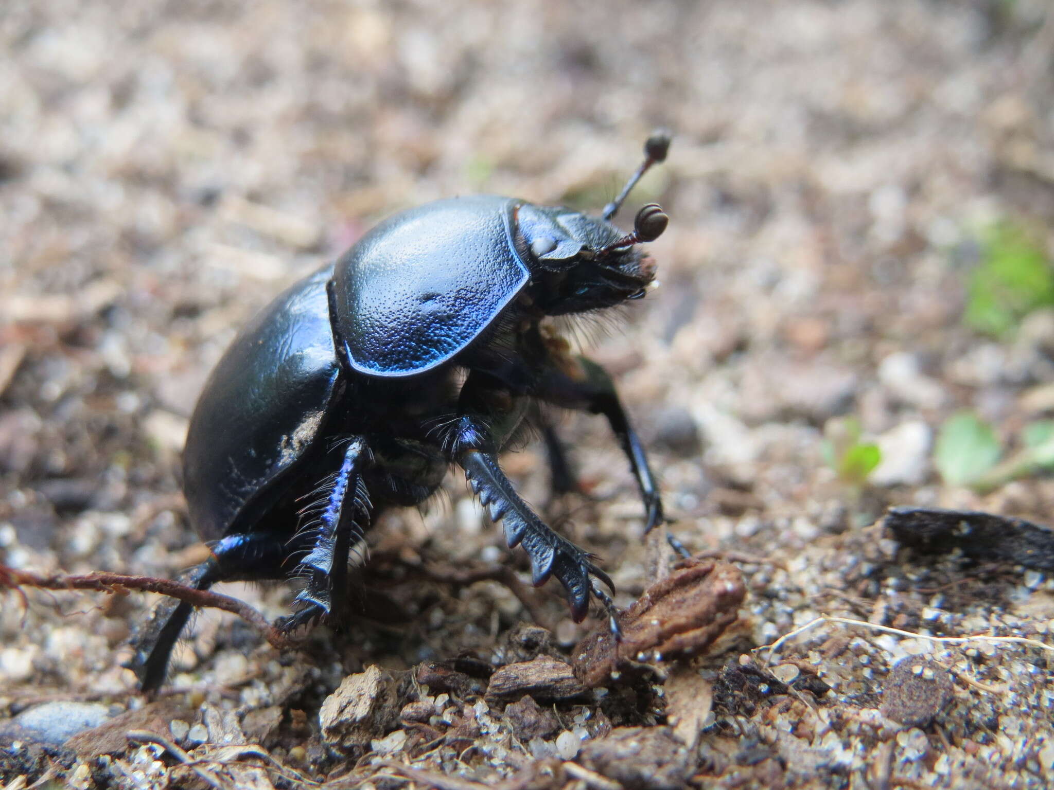 Image of Trypocopris vernalis (Linnaeus 1758)