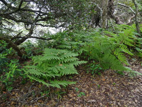 Image of Bracken