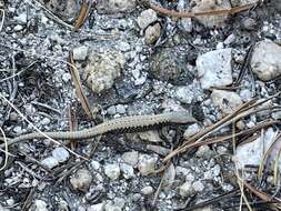 Image of Northern Alligator Lizard