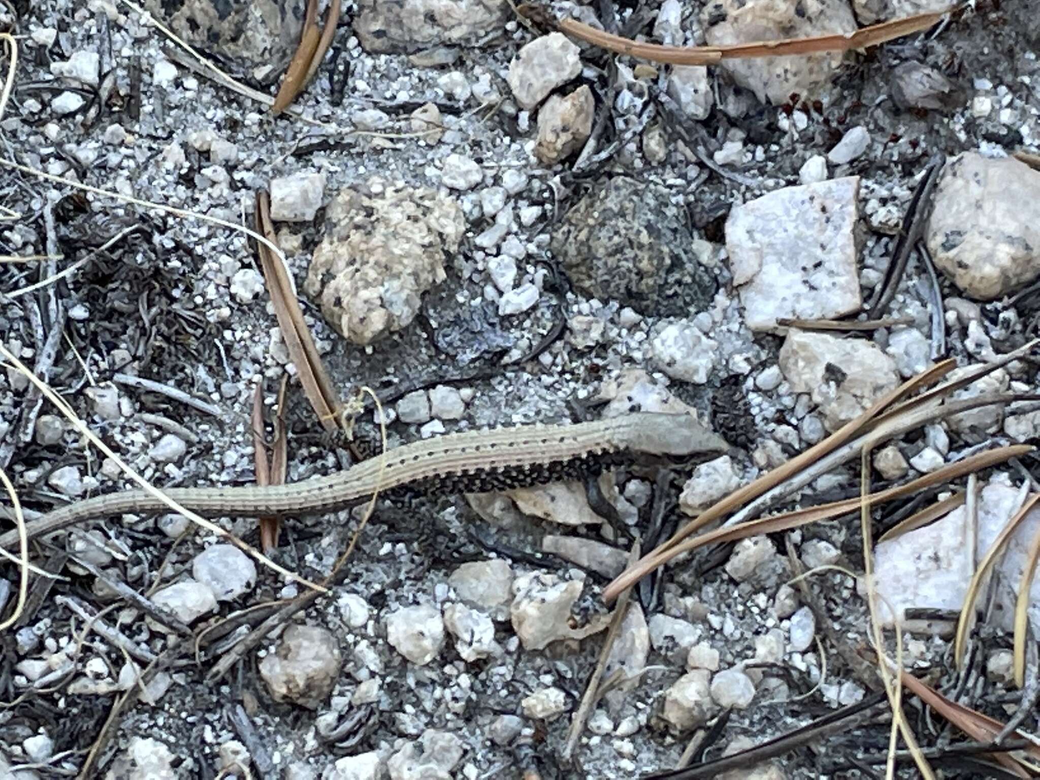 Image of Northern Alligator Lizard