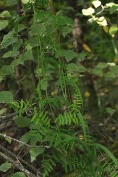 Imagem de Vicia lilacina Ledeb.