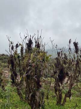 Image of Miconia robinsoniana Cogn.