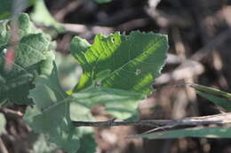 Image of Verbesina pedunculosa (DC.) Robinson
